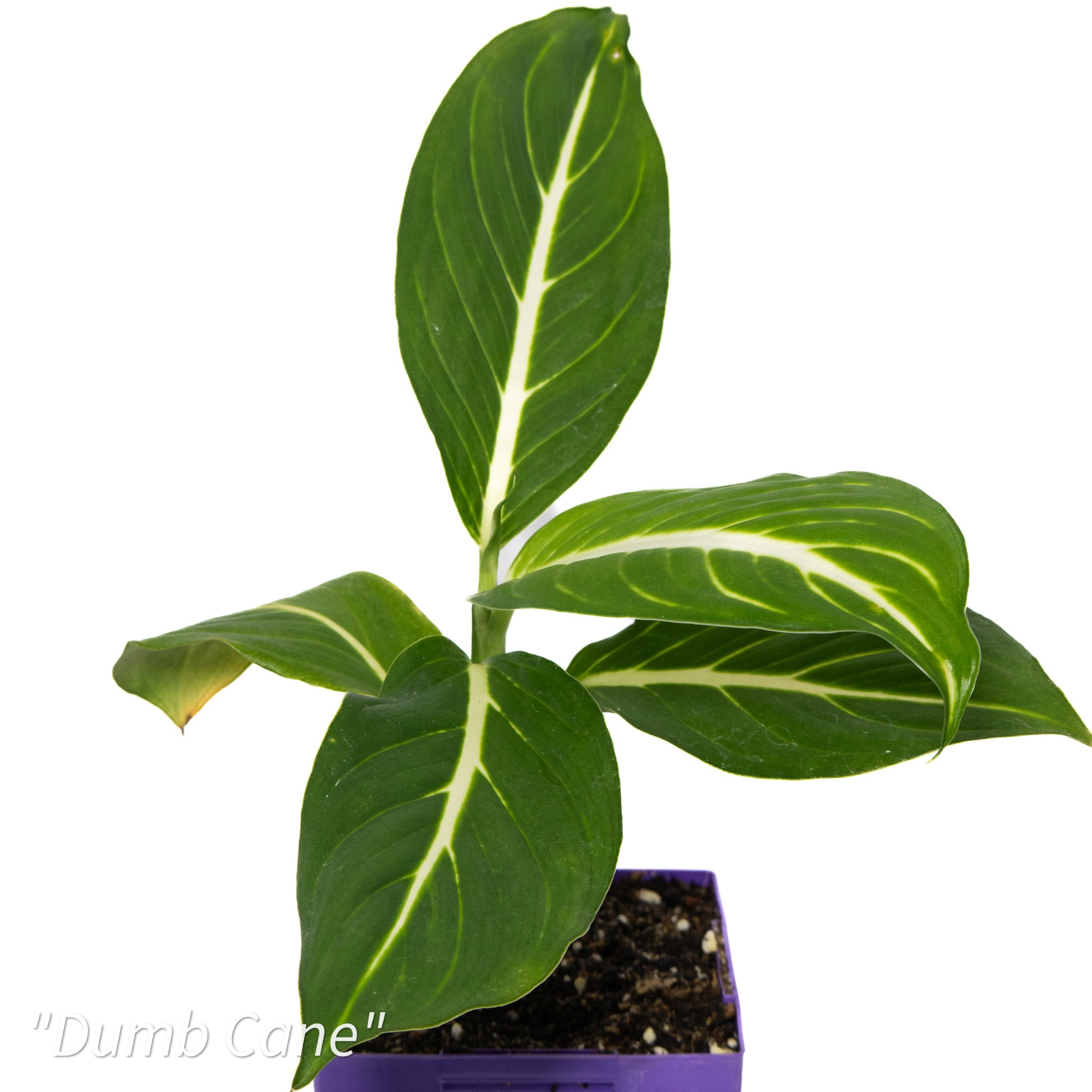 dieffenbachia maculata dumb cane Dieffenbachia seguine 'Dumb Cane'