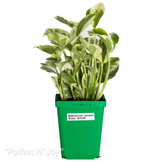Epipremnum aureum ‘N’Joy’