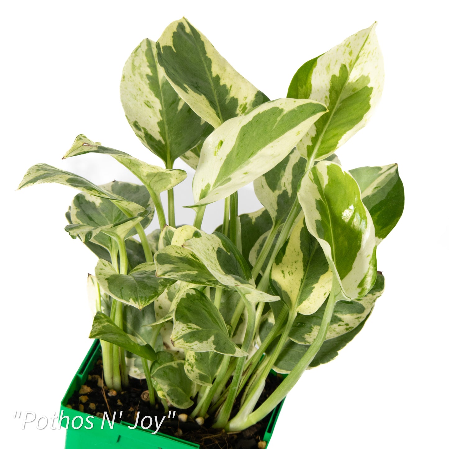 Epipremnum aureum ‘N’Joy’