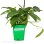 Epipremnum pinnatum ‘Cebu Blue Pothos’