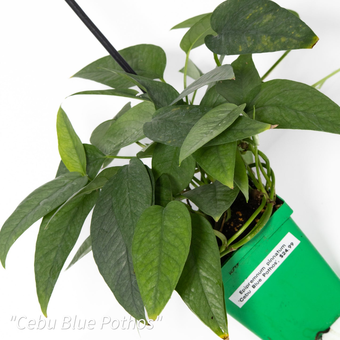 Epipremnum pinnatum ‘Cebu Blue Pothos’