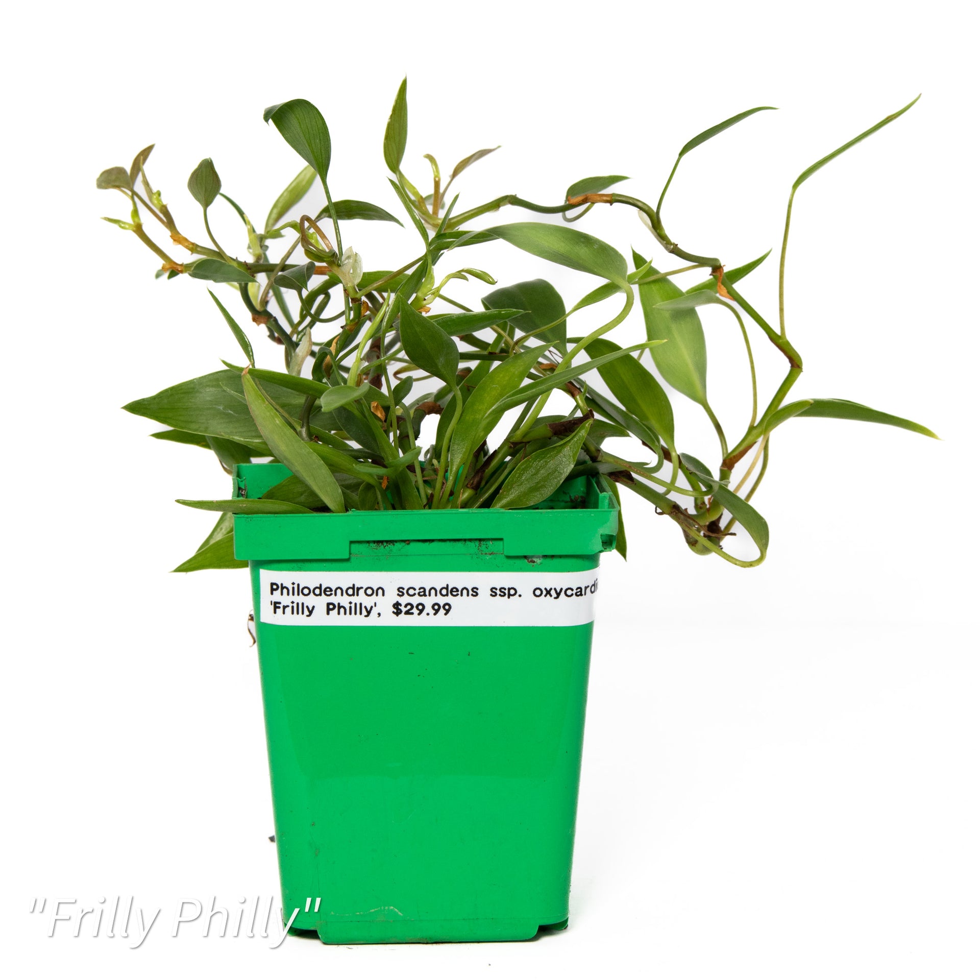 Philodendron scandens ssp. oxycardium 'Frilly Philly'