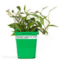 Philodendron scandens ssp. oxycardium ‘Frilly Philly’