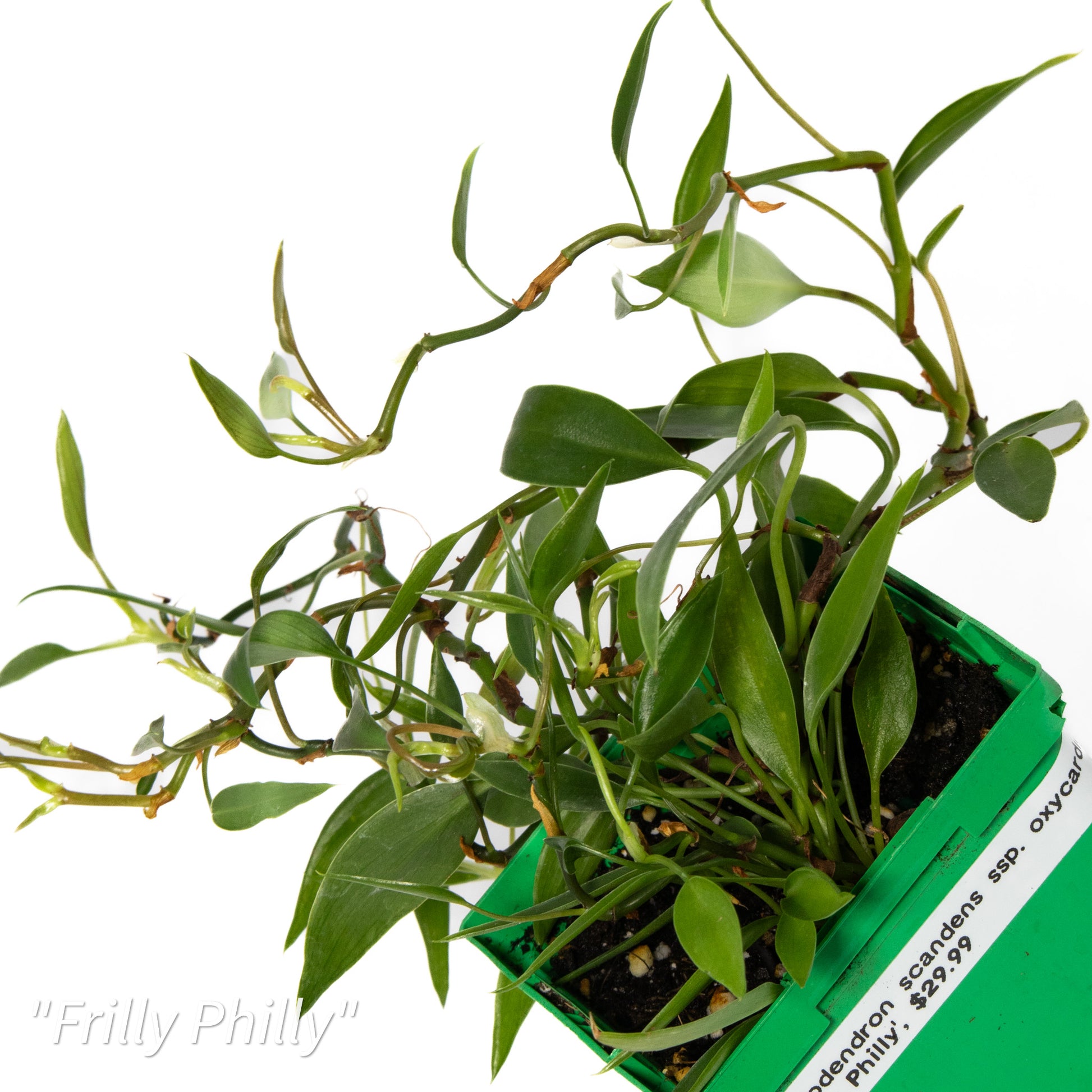 philodendron scandens subsp oxycardium Philodendron scandens ssp. oxycardium 'Frilly Philly'