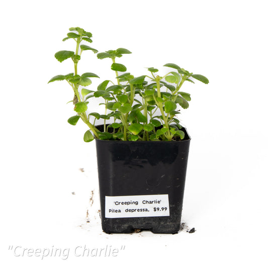 Pilea depressa ‘Creeping Charlie’