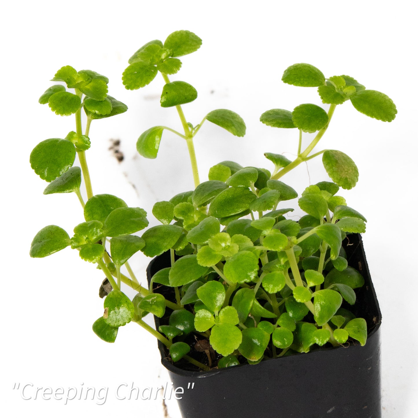 Pilea depressa ‘Creeping Charlie’