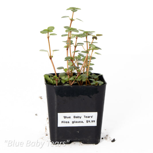 Pilea glauca ‘Blue Baby Tears’