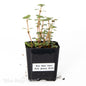 Pilea glauca ‘Blue Baby Tears’