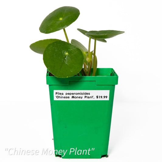 Pilea peperomioides ‘Chinese Money Plant’