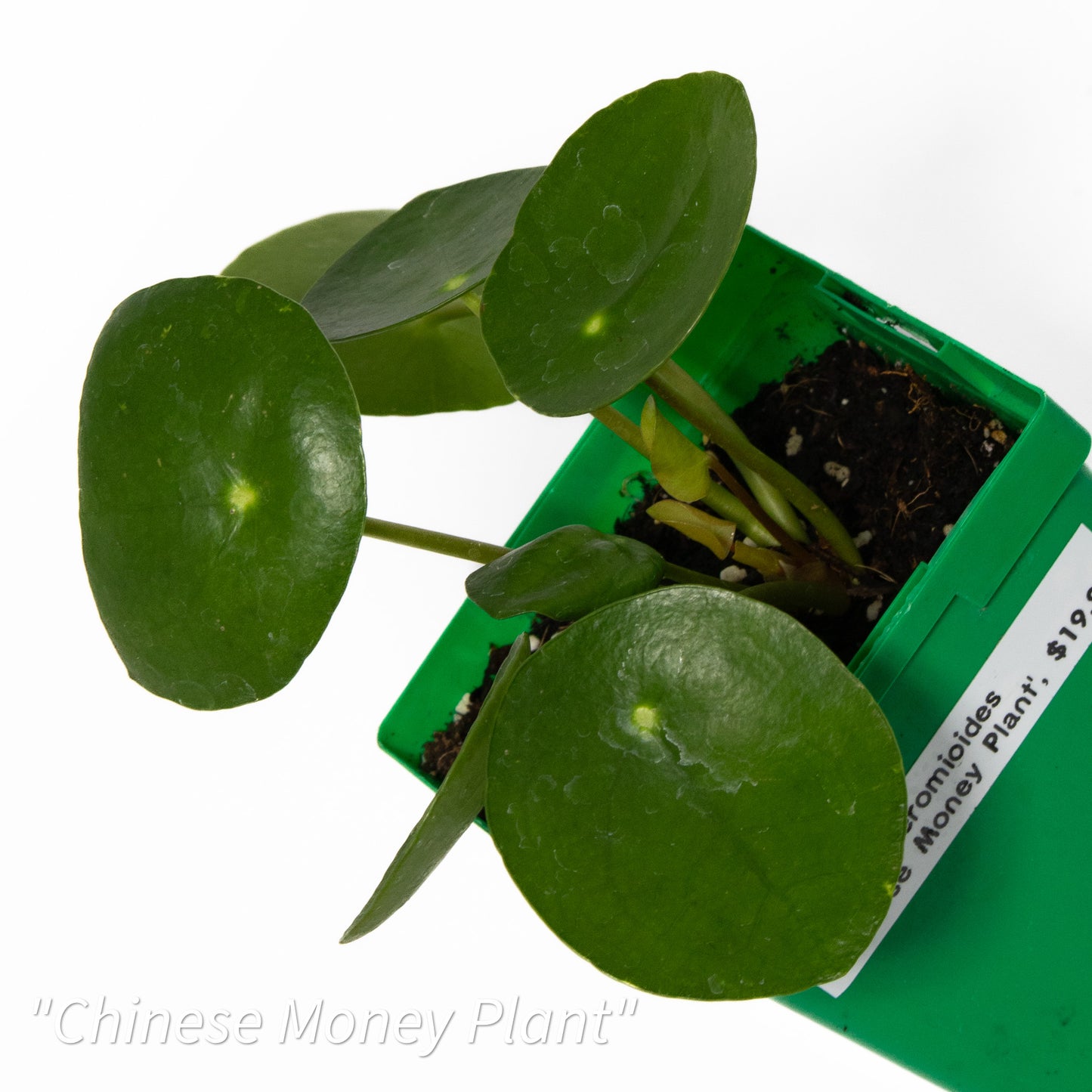 Pilea peperomioides ‘Chinese Money Plant’