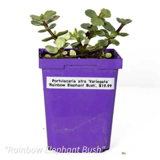 Portulacaria afra ‘Variegata’ ‘Rainbow Elephant Bush’
