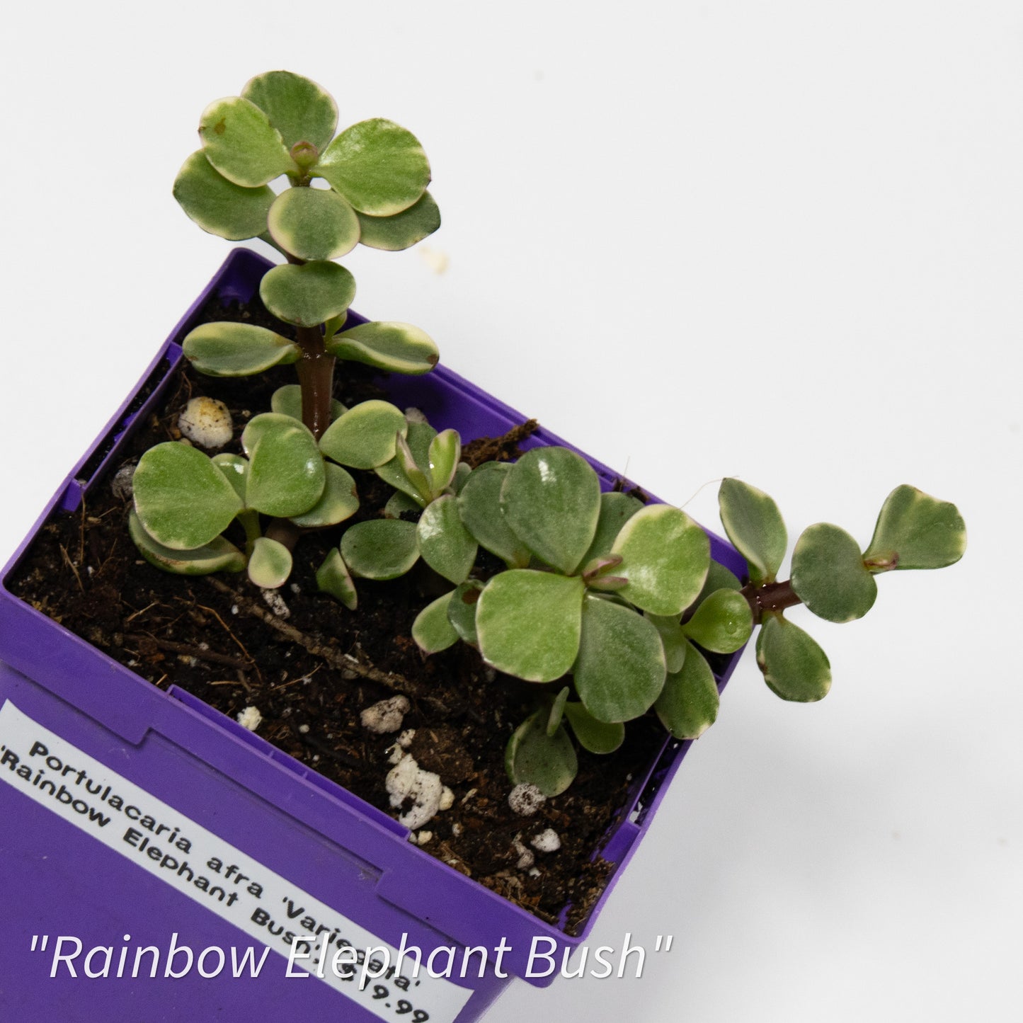 Portulacaria afra ‘Variegata’ ‘Rainbow Elephant Bush’