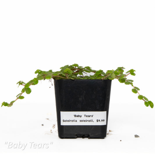 Soleirolia soleirolii ‘Baby Tears’