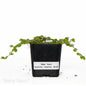 Soleirolia soleirolii ‘Baby Tears’