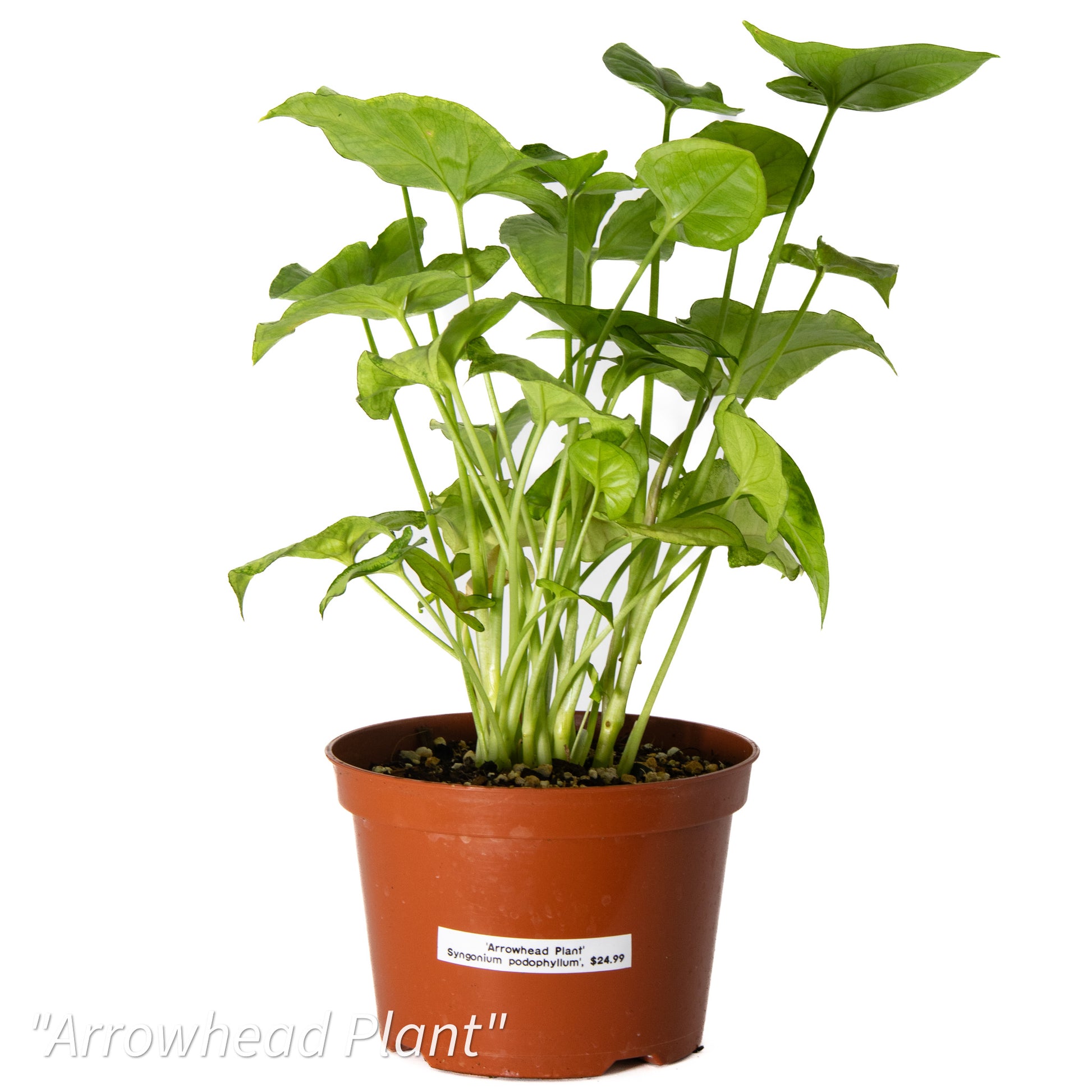 is syngonium an indoor plant Syngonium podophyllum 'Arrowhead Plant'