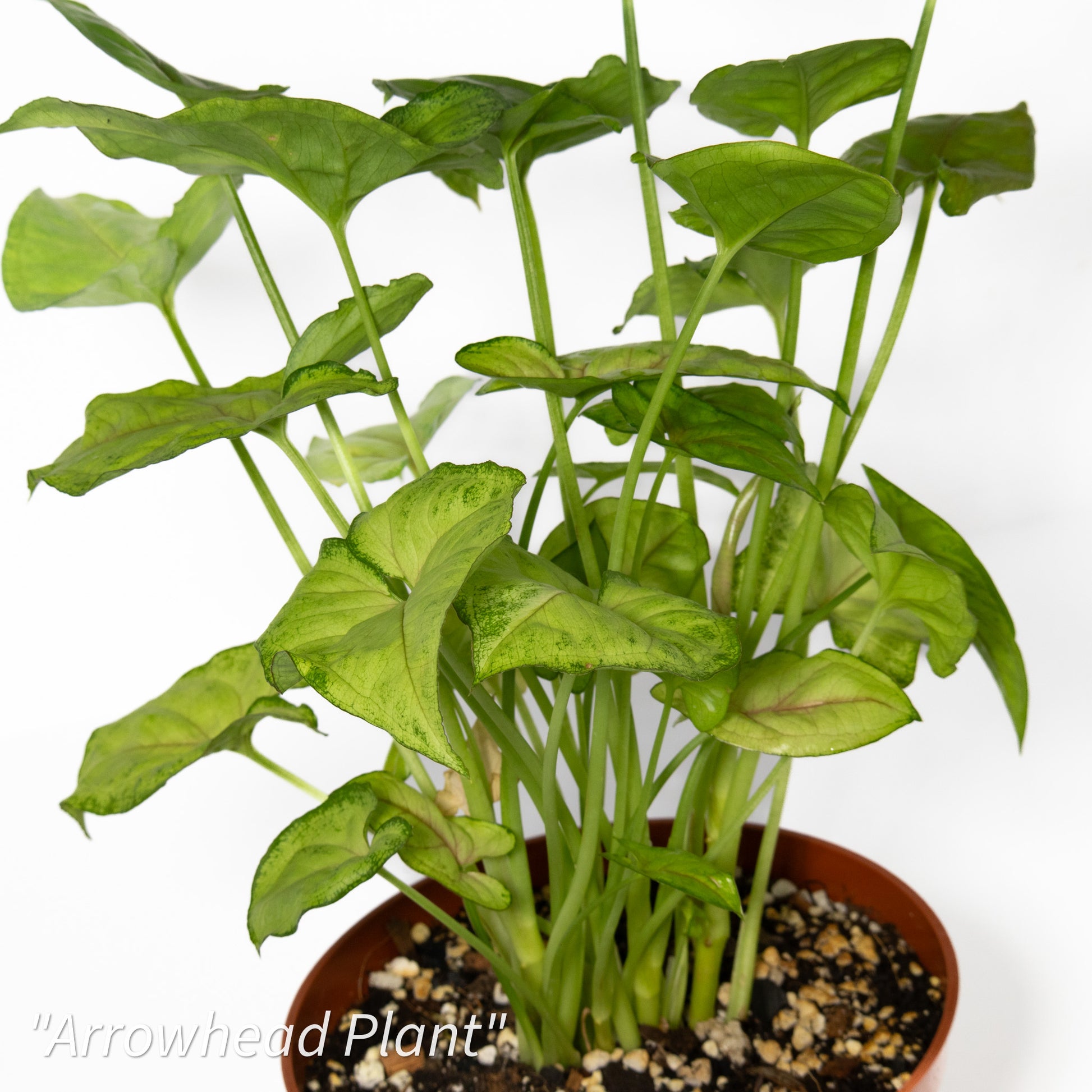 arrowhead plant fertilizer Syngonium podophyllum 'Arrowhead Plant'