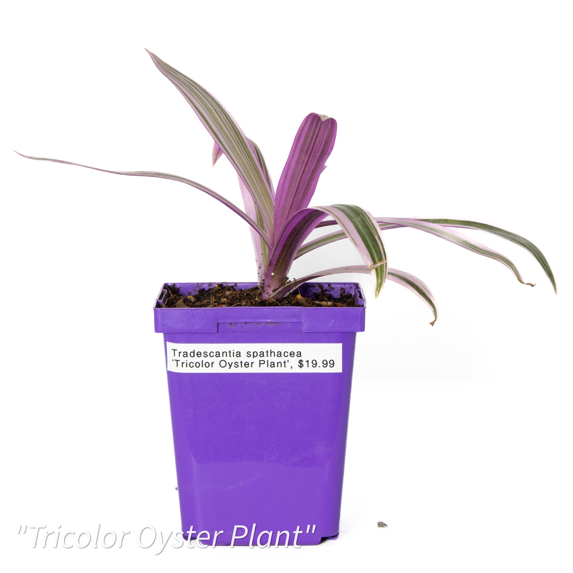 Tradescantia spathacea 'Tricolor Oyster Plant'