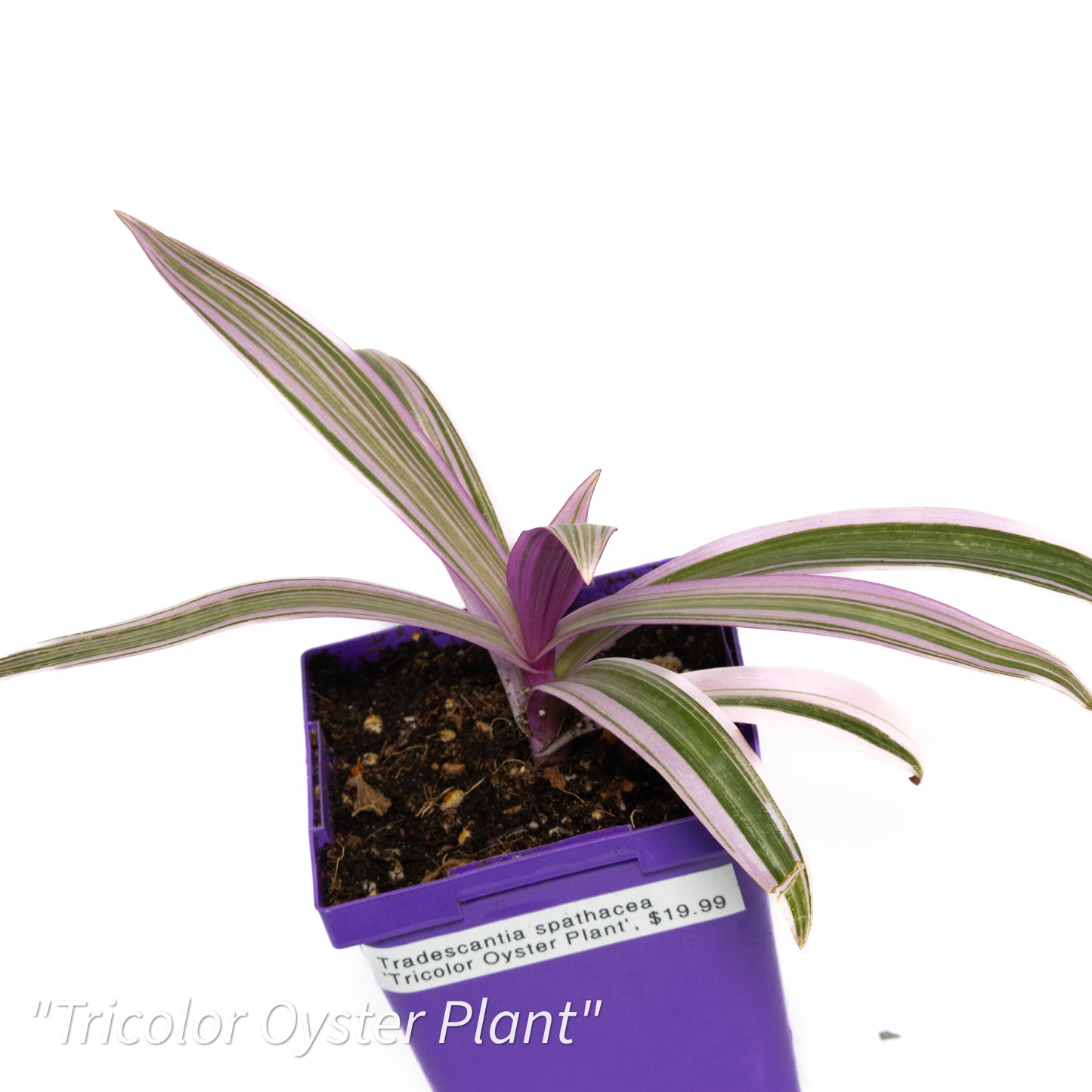 Tradescantia spathacea ‘Tricolor Oyster Plant’