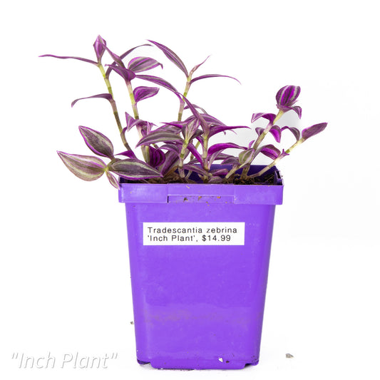 Tradescantia zebrina ‘Inch Plant’