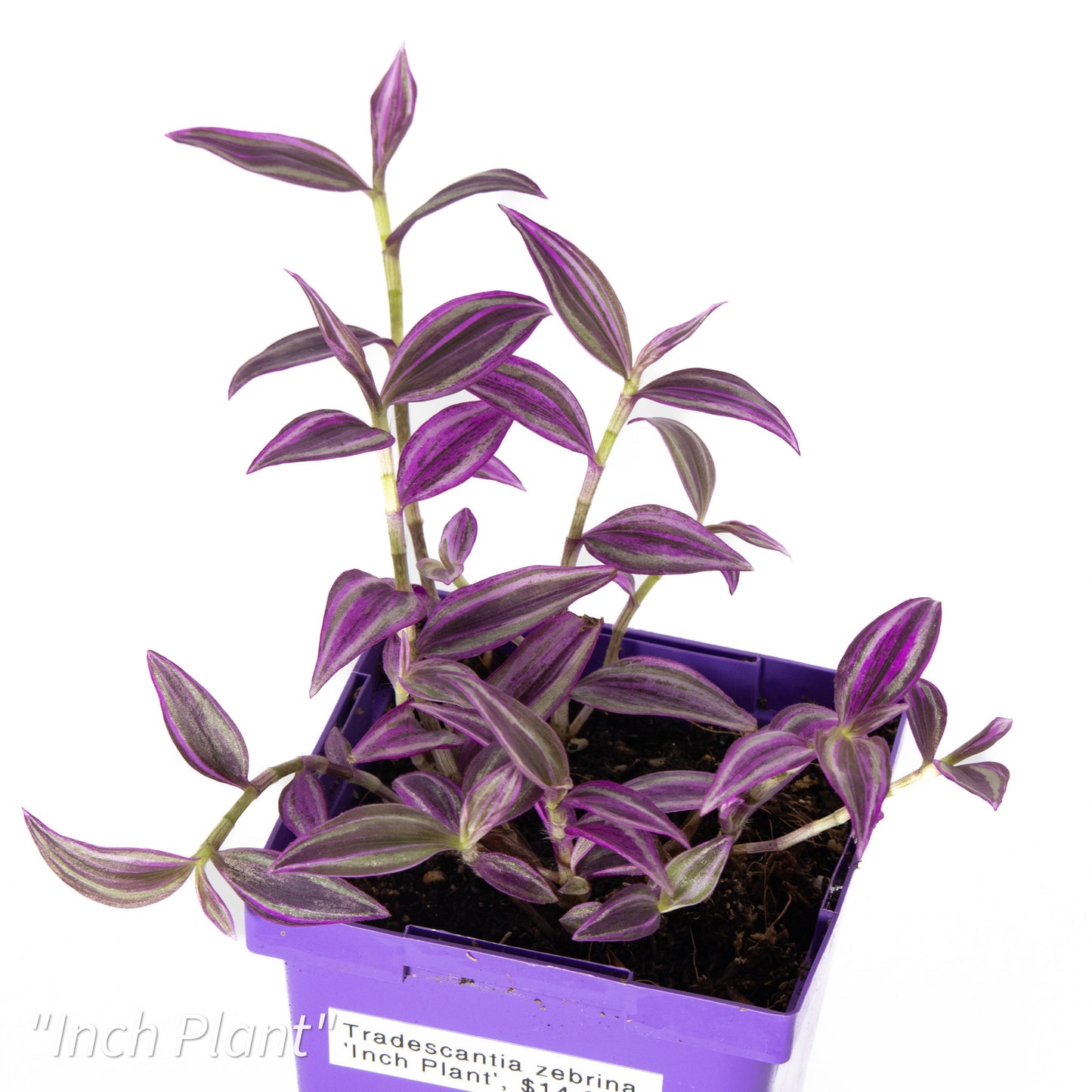 Tradescantia zebrina ‘Inch Plant’