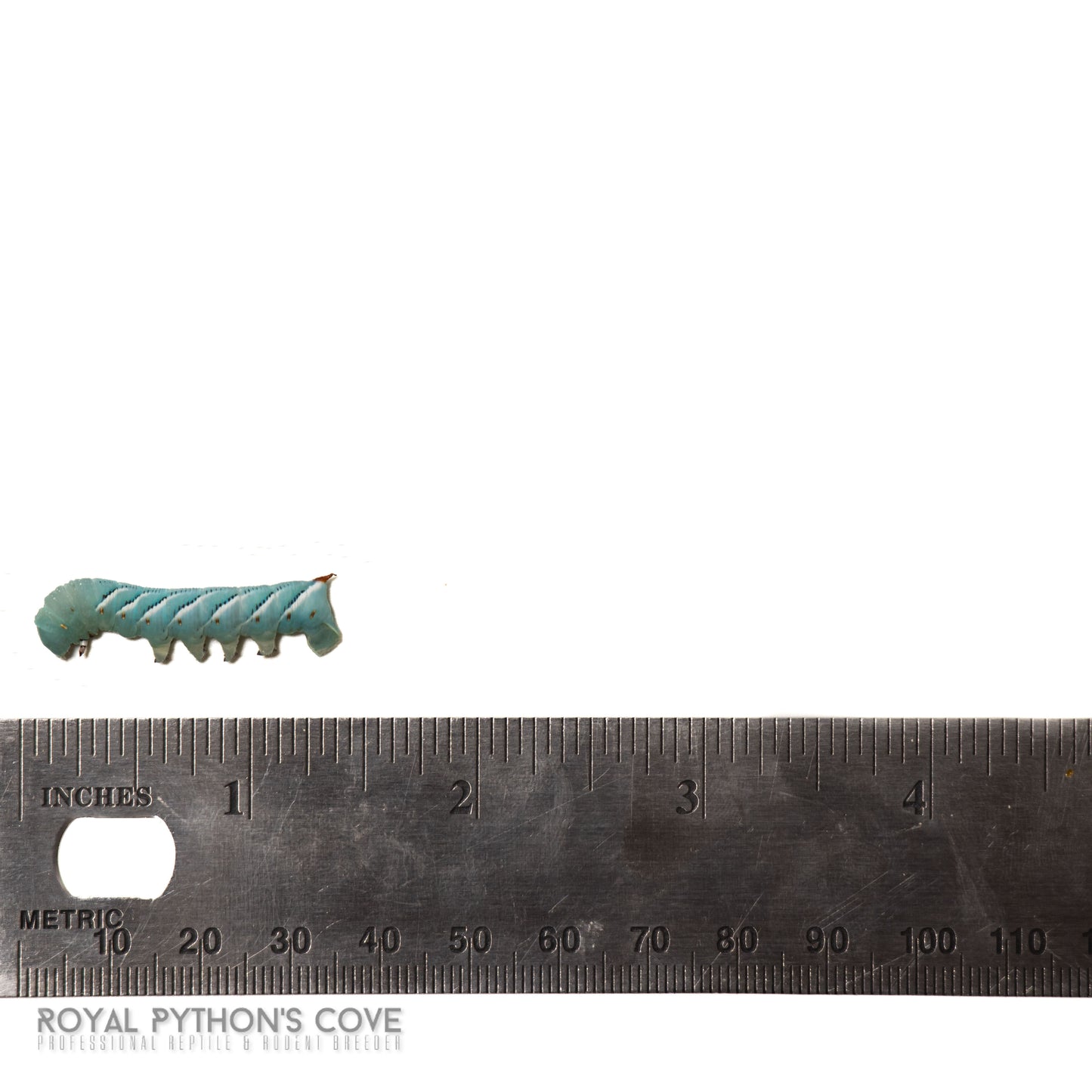 hornworm 1
