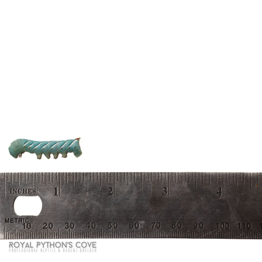hornworm 1
