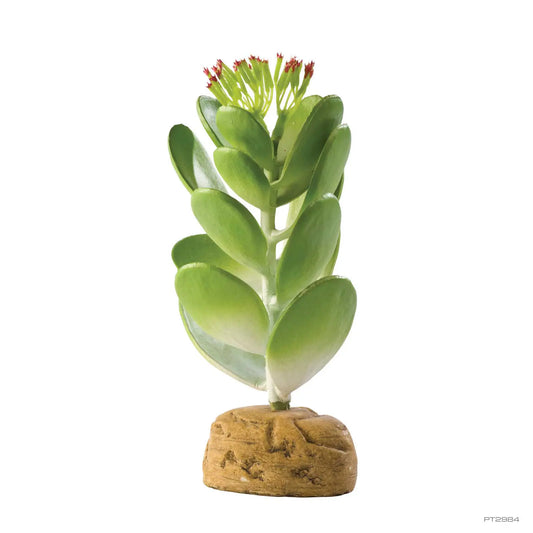 Exo-Terra Desert Jade Cactus Terrarium Plant