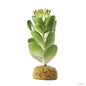 Exo-Terra Desert Jade Cactus Terrarium Plant