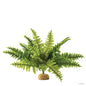 Exo Terra Boston Fern Terrarium Plant