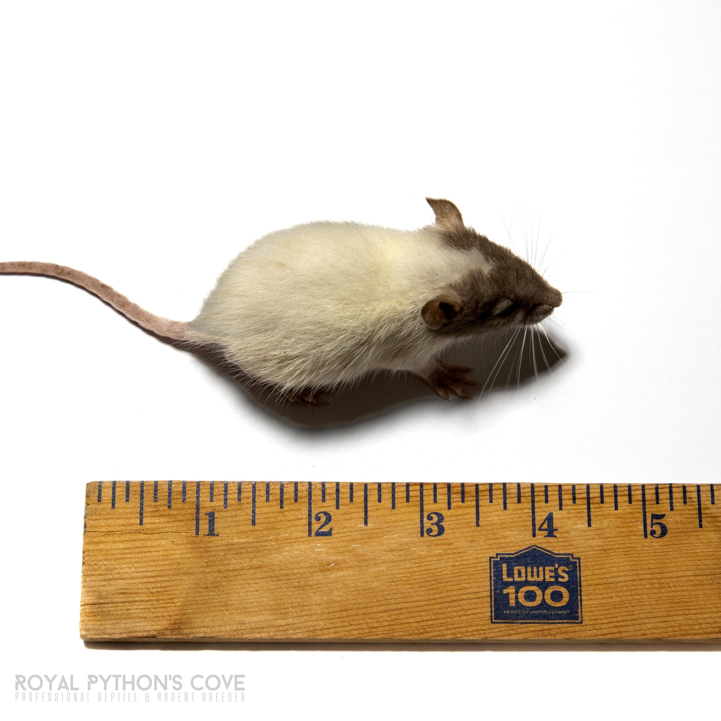 Feeder Norwegian Rat
