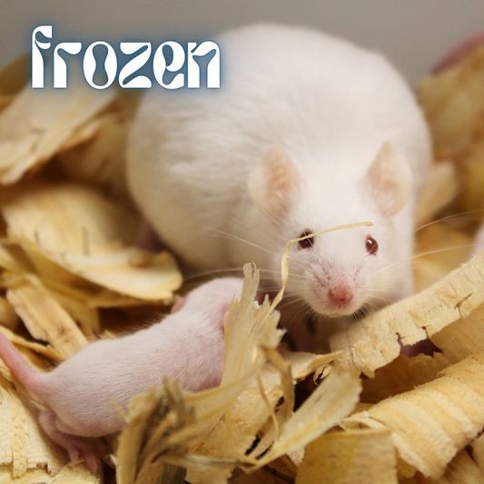 frozen mice 1