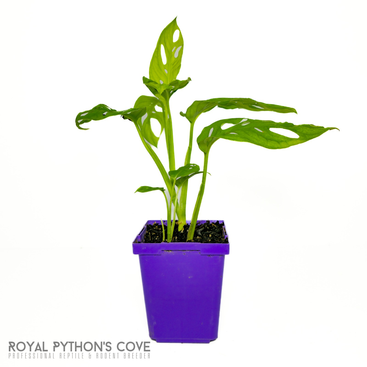 Monstera adansonii ‘Swiss Cheese Plant’ - Thumbnail 2