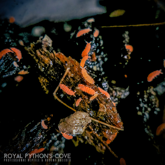 orange springtails 1