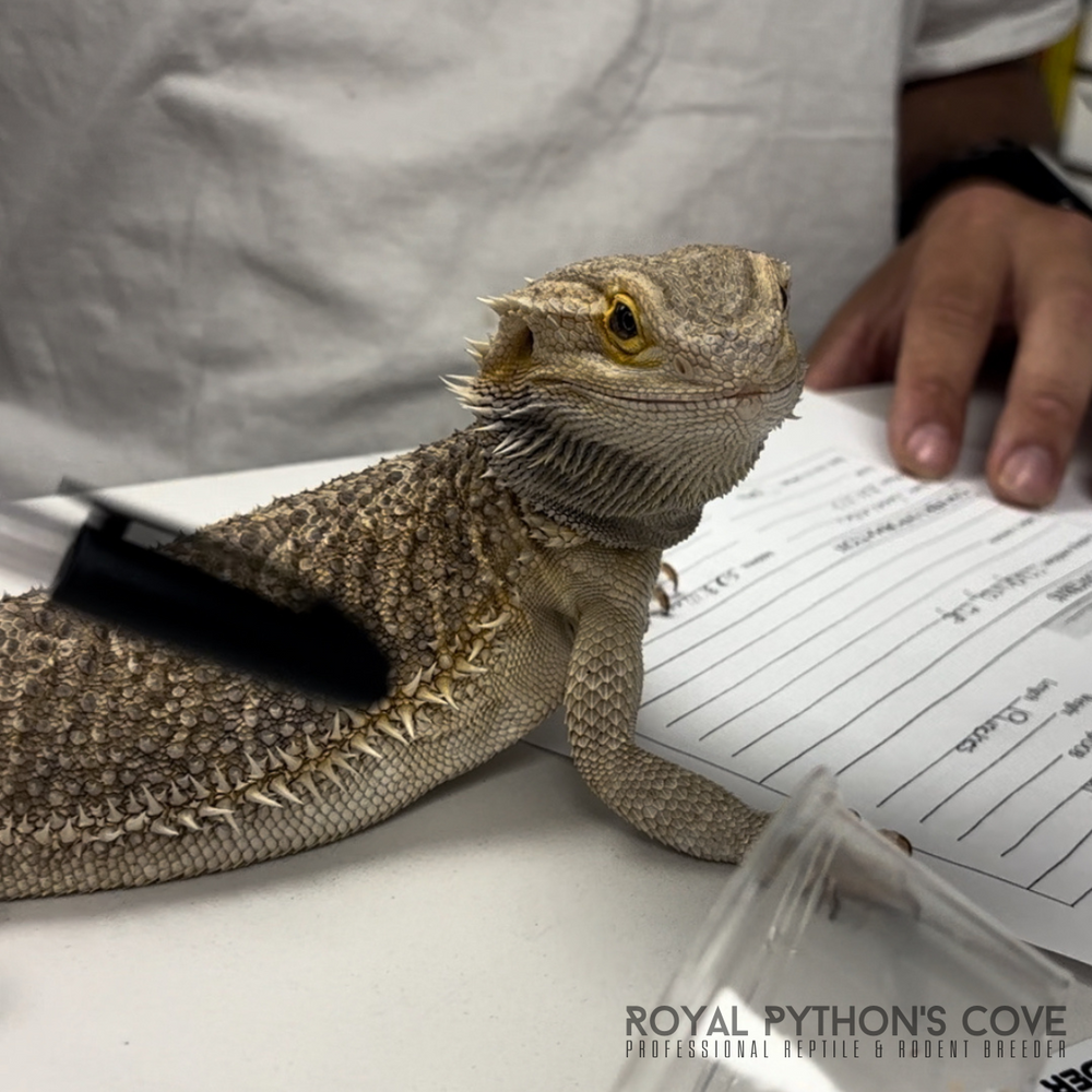 Royal Python’s Cove - reptiles, feeders, care supplies and services ...