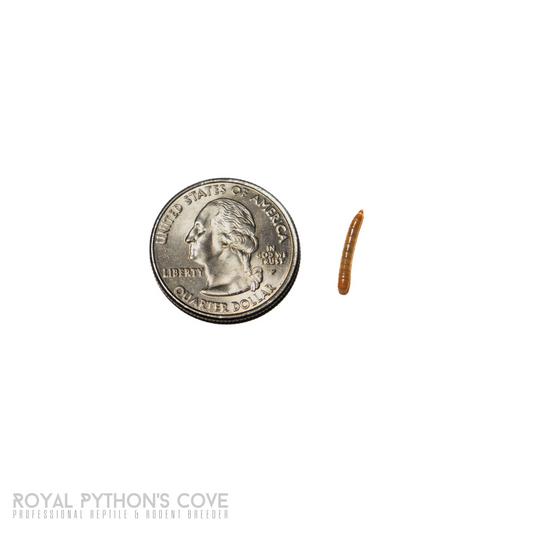 mealworms 1