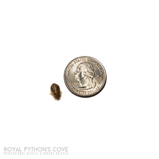 Dubia Roach 1