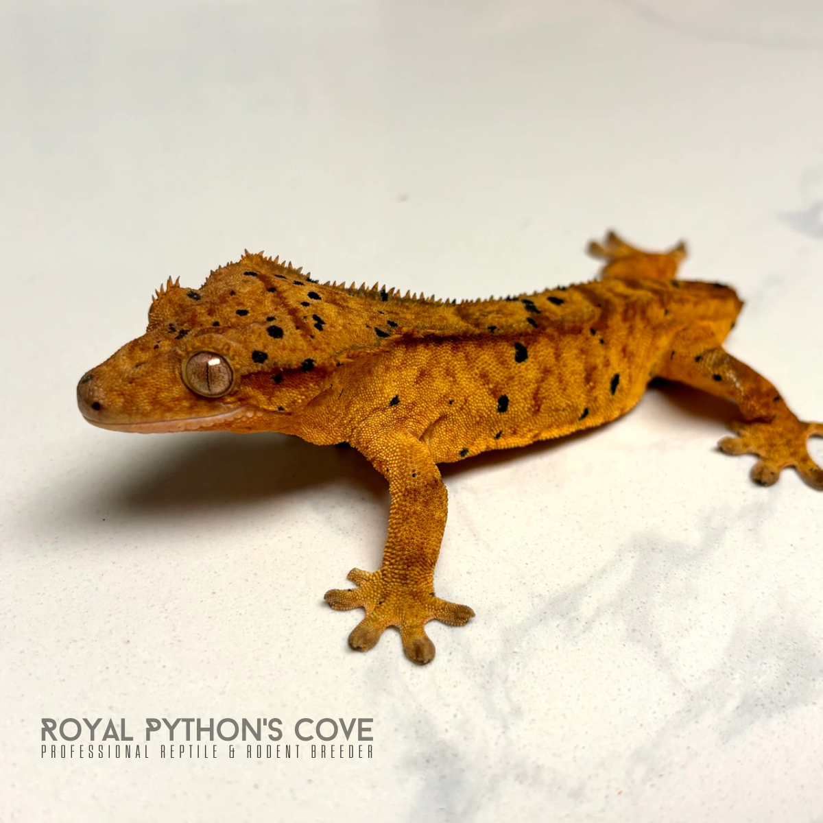 Royal Python’s Cove - reptiles, feeders, care supplies and services ...
