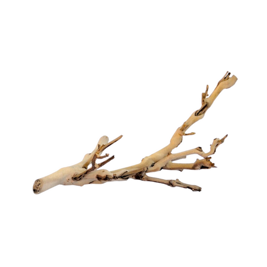 grape vine 1