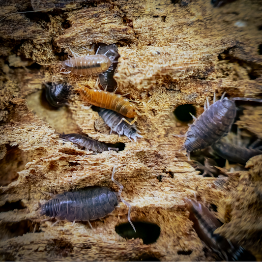 isopod mix 1