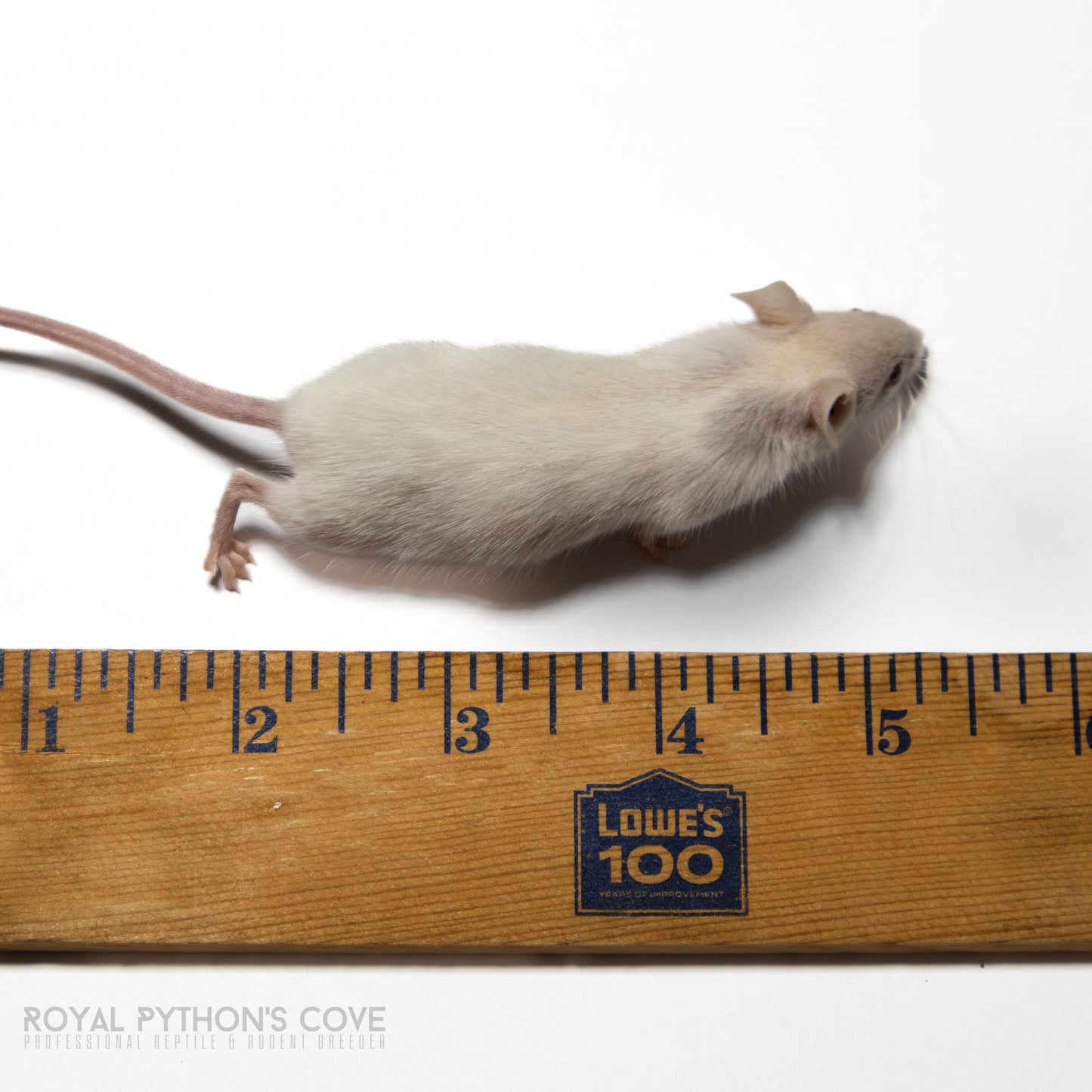 live large mice