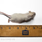 live large mice