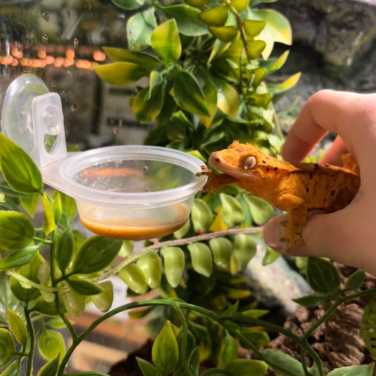 Reptile Feeding Cup Refill 1.5oz